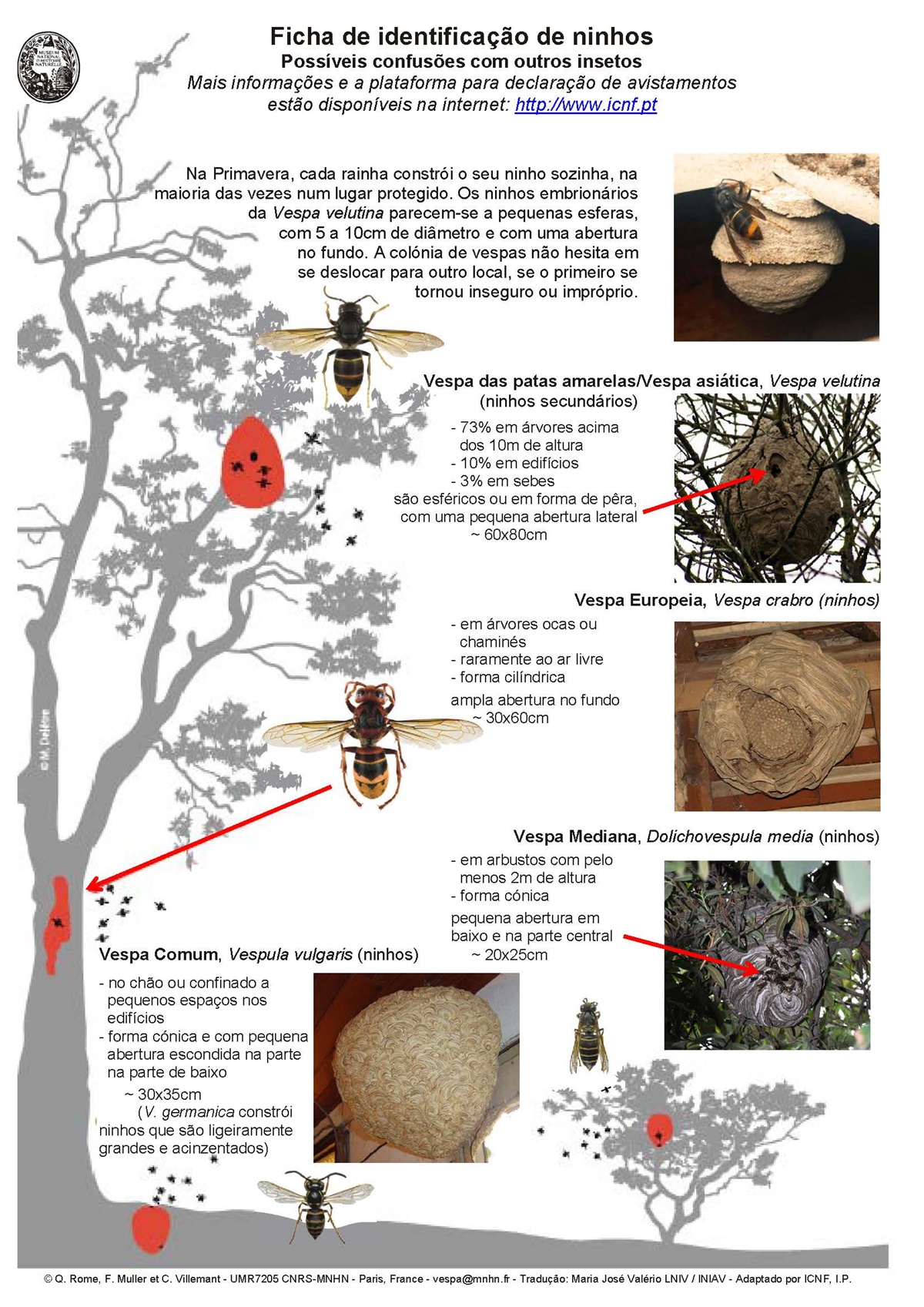 19 10 09 ficha icnf identificacao ninhos vespa velutina