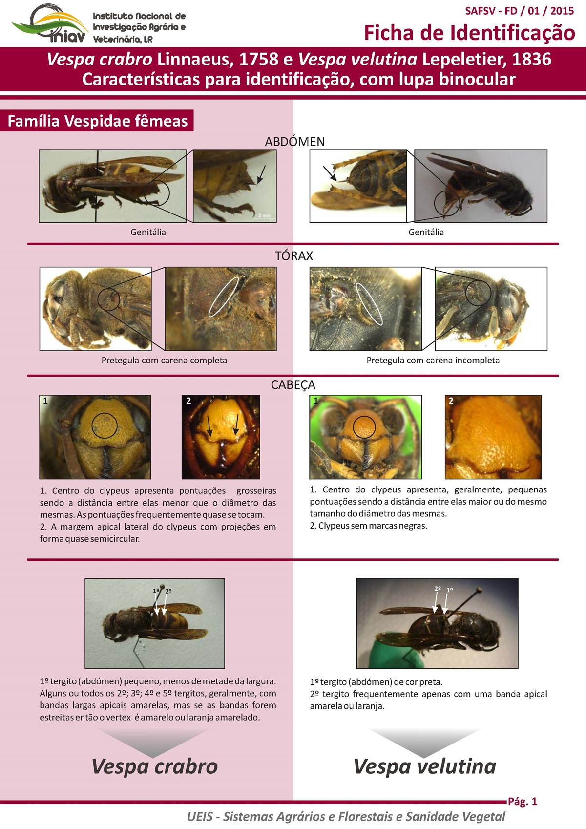 19 10 09 ficha icnf identificacao vespa velutina pag 01