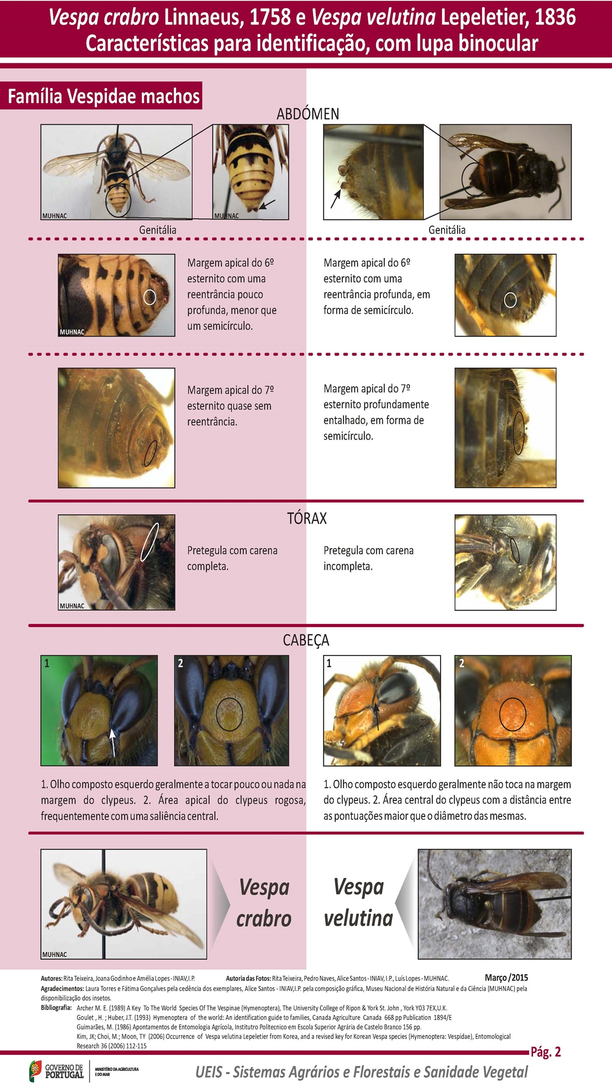 19 10 09 ficha icnf identificacao vespa velutina pag 02